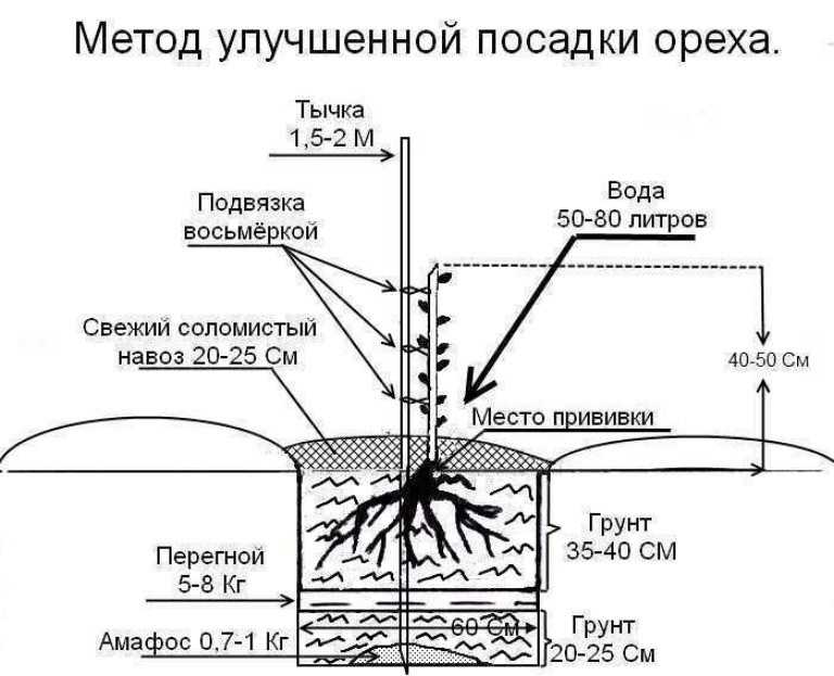 Орех грецкий: фото дерева, выращивание, посадка и уход