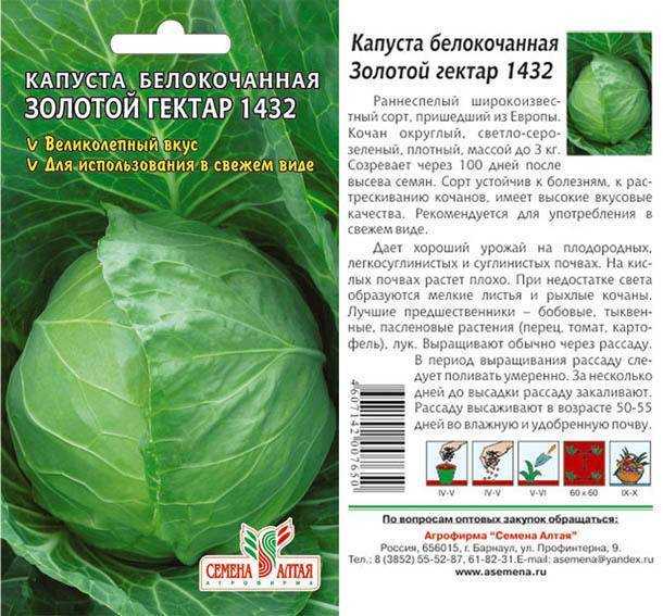 Лучшие сорта капусты на 2024 год: самые урожайные, вкусные, для разных регионов