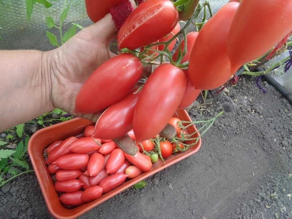 Томат алые свечи: характеристика и описание сорта, отзывы, фото, урожайность