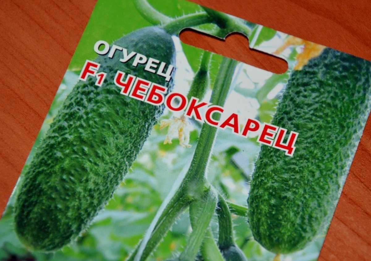 Огурец буян f1: отзывы огородников с опытом, фото полученного урожая, инструкции по уходу и возможные трудности