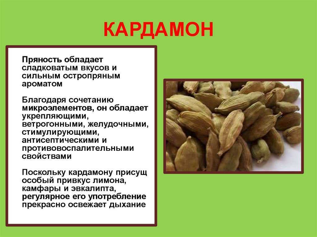 Выращивание кардамона из семян в домашних условиях