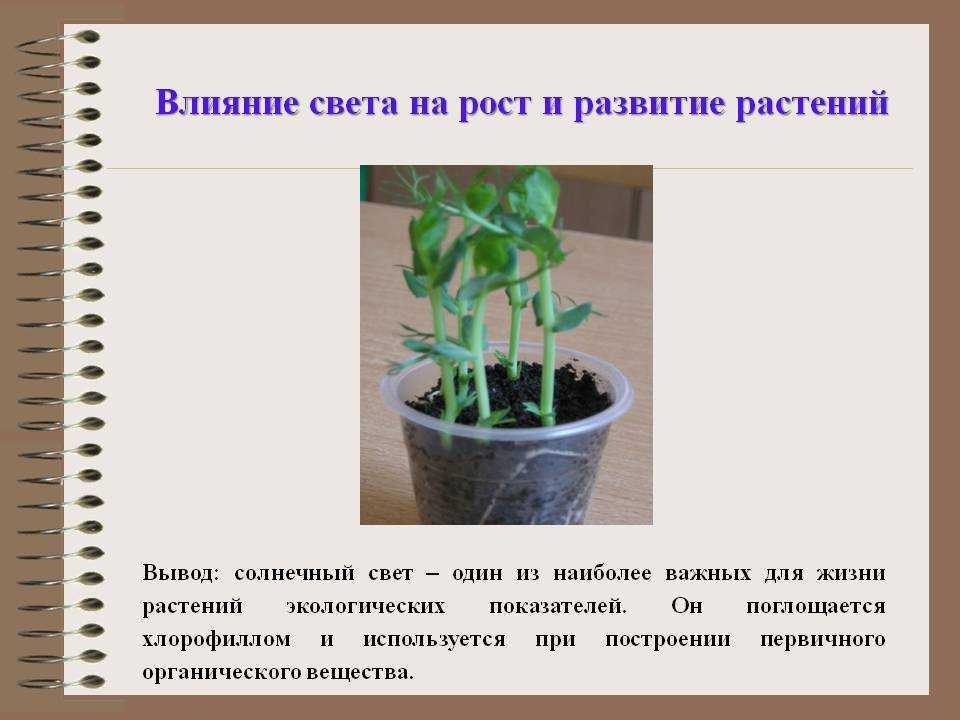 Климатическая зона 5b. зоны морозостойкости, usda-зоны, температурные значения. зоны морозостойкости в ссср и россии