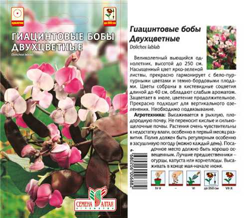 Горец бальджуанский посадка и уход фото | мой сад и огород