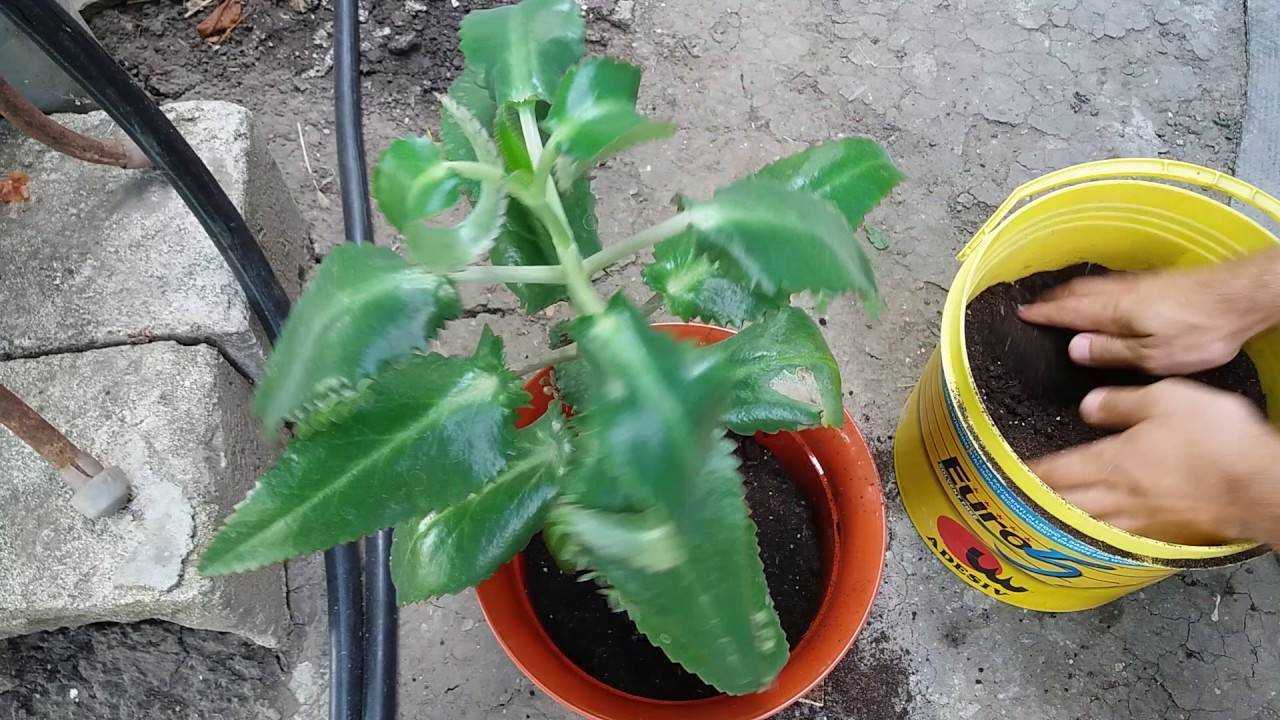 Каланхоэ: уход в домашних условиях, размножение и пересадка