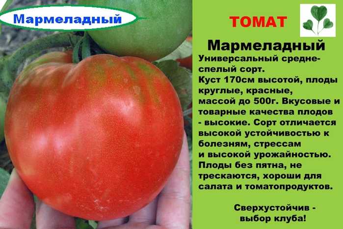 Томат красный петух: характеристика и описание детерминантного сорта с фото