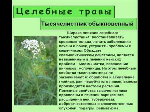 Тысячелистник трава – лечебные свойства и противопоказания, как принимать