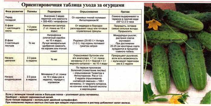 Есть способы вырастить ранние огурцы и отведать сочных красавчиков со своей грядки еще в начале лета или даже в мае Необходимо только учесть некоторые особенности этого растения 7 секретов ранних огурцов откроем вам в этой статье