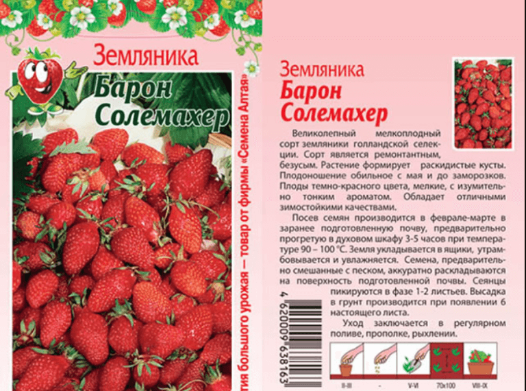 Земляника барон солемахер: отзывы, выращивание, посадка, уход