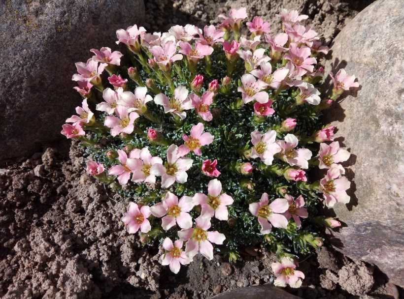 Камнеломка — почвопокровный цветок для открытого грунта