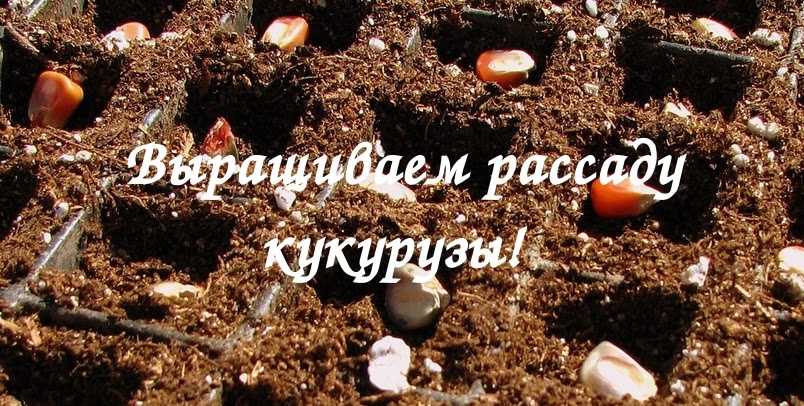 Нимфея (кувшинка) посадка и уход в пруду или аквариуме