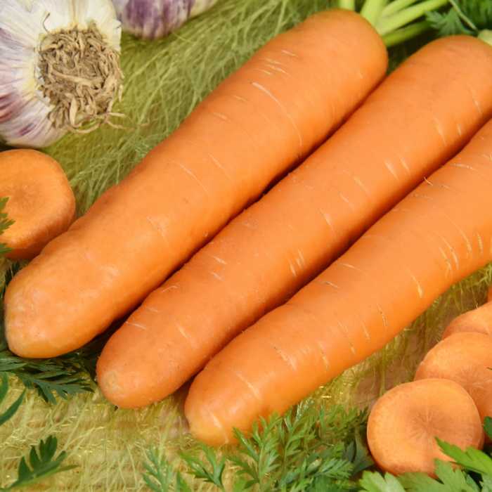 Лучшие сорта моркови на 2021 год: самые урожайные, вкусные, сочные, сладкие - моя дача
