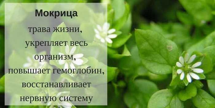 Мокрица трава, лечебные свойства для суставов и при грыже позвоночника