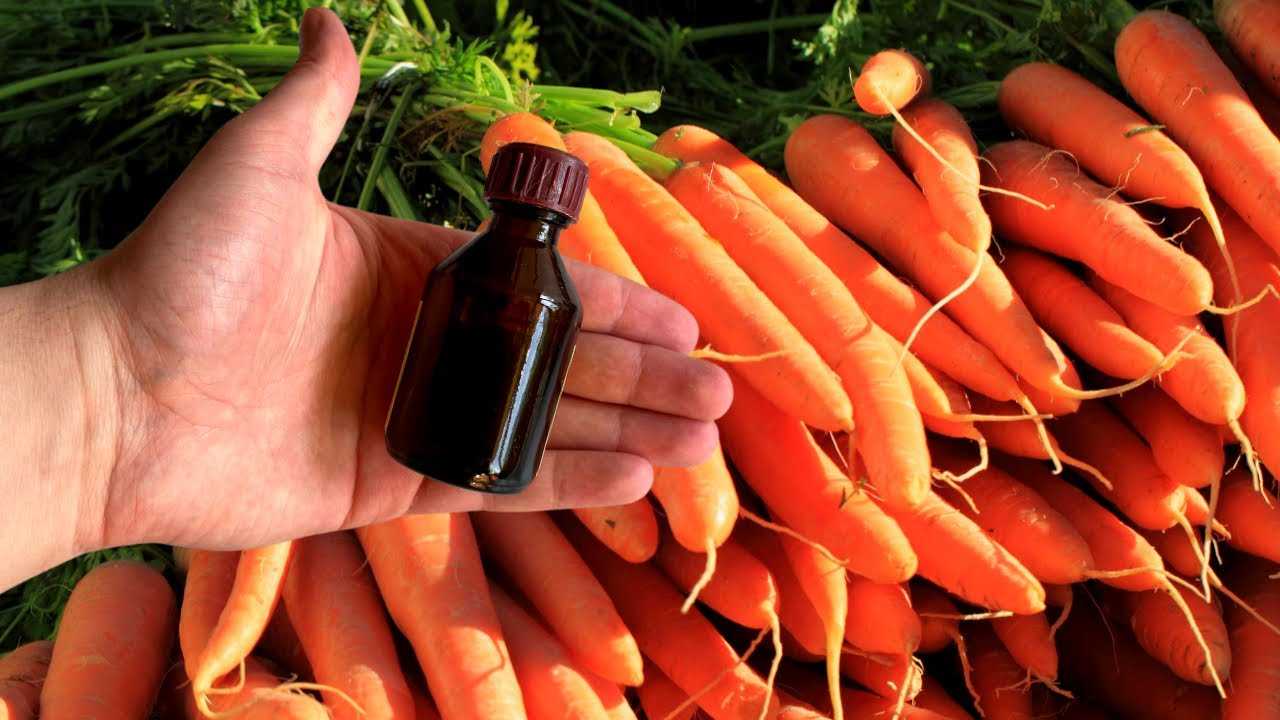 Как часто поливать морковь в открытом грунте для получения хорошего урожая