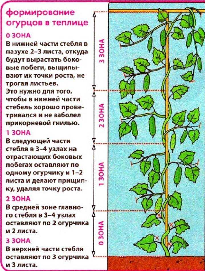 Как обрывать огурцы и нужно ли это делать? - копилочка универсальная