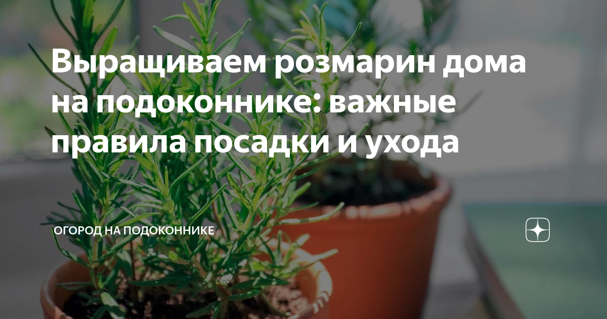 Как выращивать розмарин: посадка и уход, особенности выращивания, фото