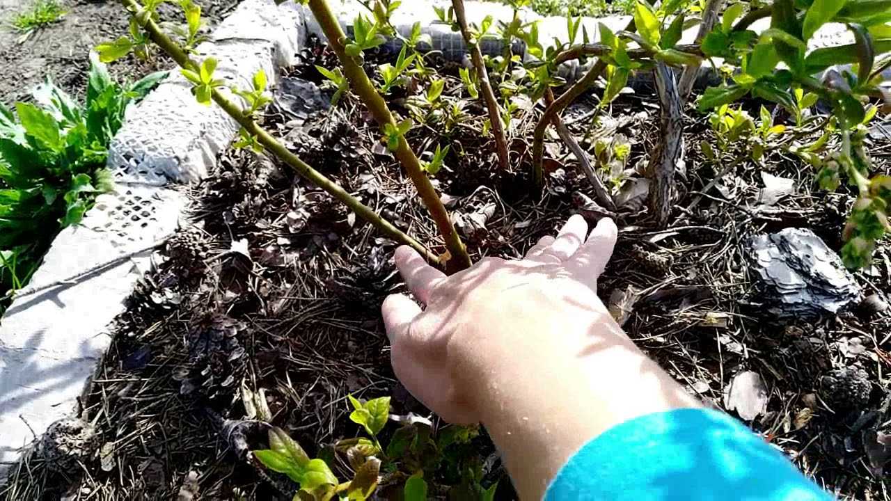 Красные листья у голубики: причины, лечение