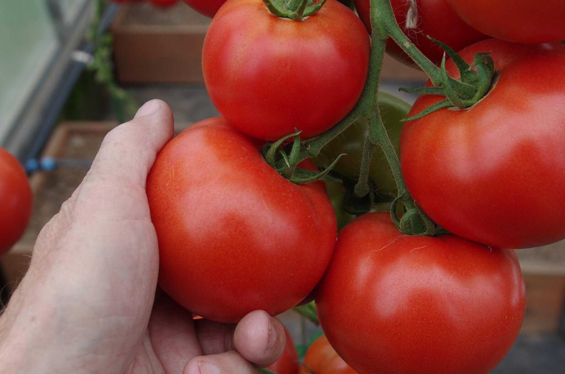 Томат розовый царь: характеристика и описание сорта, отзывы, фото, урожайность