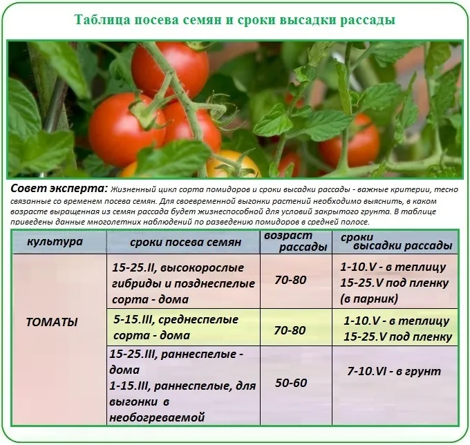 Новые лучшие сорта томатов на 2021 по вкусовым качествам |