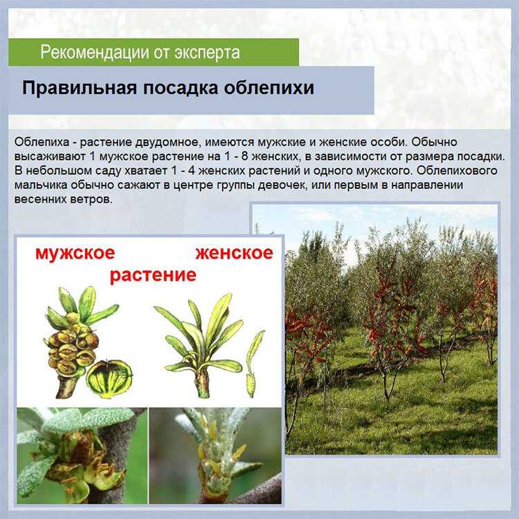 6 способов размножения облепихи: черенками осенью, порослью и другие