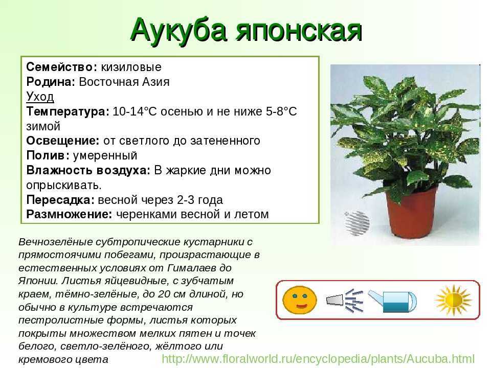 Аукуба: уход в домашних условиях