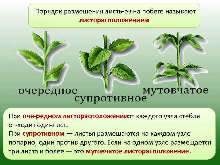 Листья простые и сложные. листорасположение