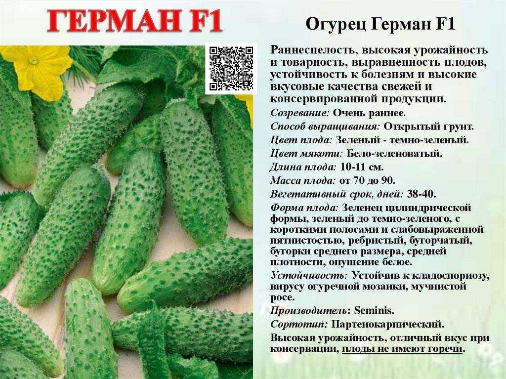 Огурец спино f1: характеристика и описание гибридного сорта с фото