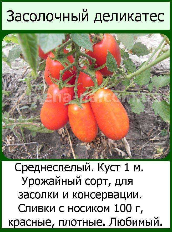 Рай для огородника — томат славянский шедевр: описание сорта и советы по выращиванию