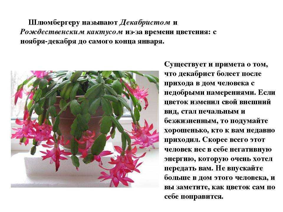 Уход за рипсалидопсисом в домашних условиях: фото вредителей, описание болезней, инструкция, как укоренить на улице, сделать пересадку после покупки в магазинедача эксперт
