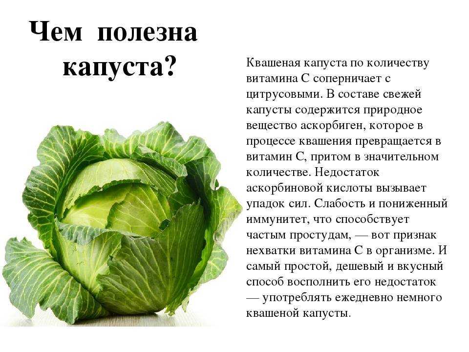 Выращивание пекинской капусты на огороде: когда сажать на рассаду, высадка в открытый грунт, как ухаживать в телице, когда пикировать- иди в сад
