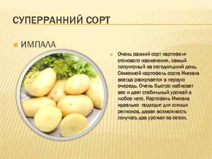 Картофель импала: описание сорта, фото, отзывы, вкусовые качества