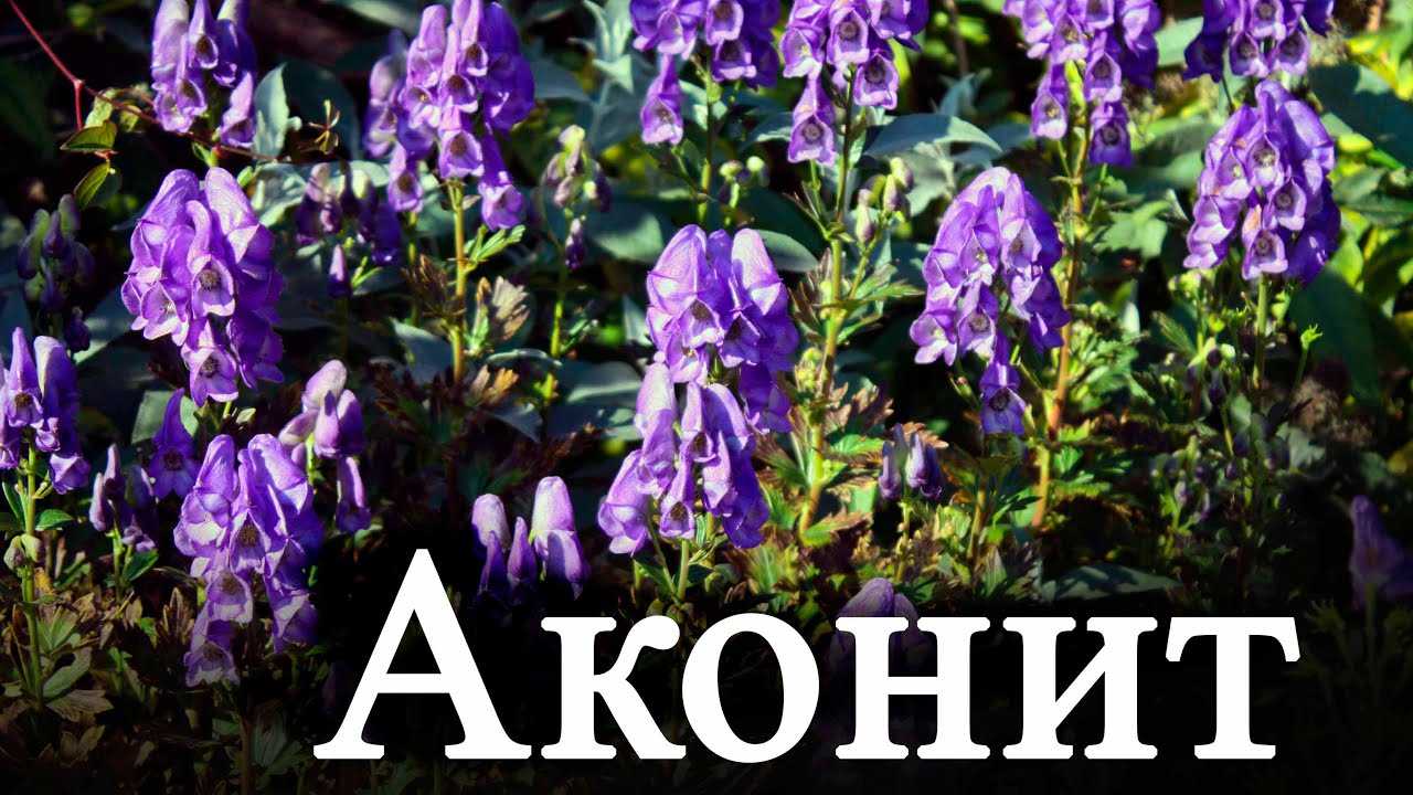 Аконит: виды, посадка и уход