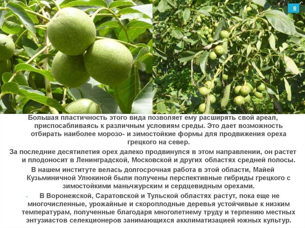 Как посадить грецкий орех осенью и весной: правила посадки саженца и ухода за деревом