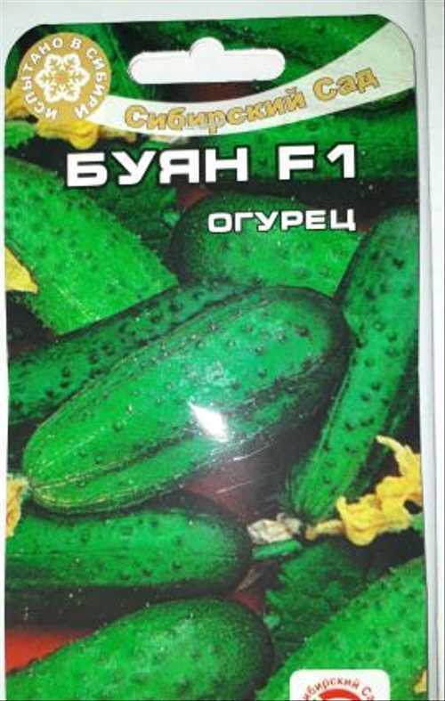Огурец буян f1: характеристики, особенности, отзывы