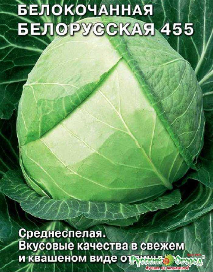 Капуста белорусская: описание сорта, фото, отзывы
