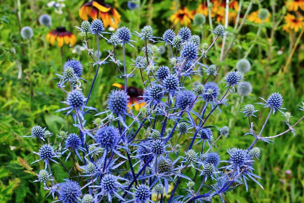 ✅ синеголовник равнинный eryngium campestre l - питомник46.рф