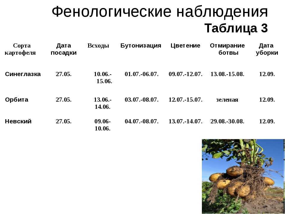 Какой картофель подходит для выращивании на урале? описание и фото сортов