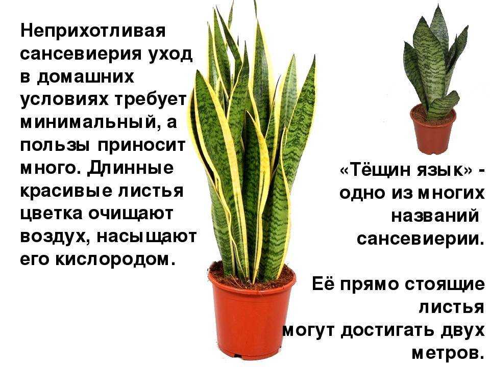 Сансевиерия (щучий хвост) — уход в домашних условиях: виды, размножение, польза и вред, выбор места, освещение, пересадка