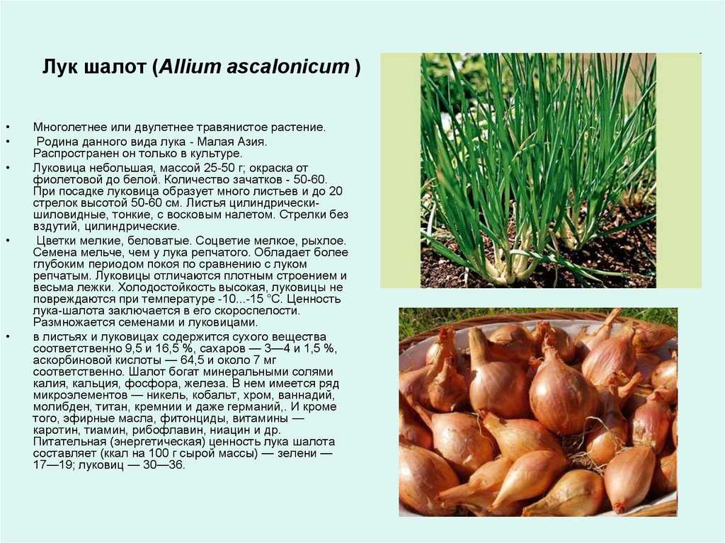 О луке шалот Деликатес выращивание из семян описание сорта отзывы огородников фото характеристика луковиц достоинства и недостатки
