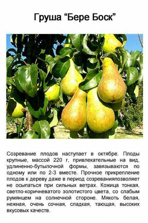 Сорта груш с фото и описанием опылителей | вкусные грушевые сорта