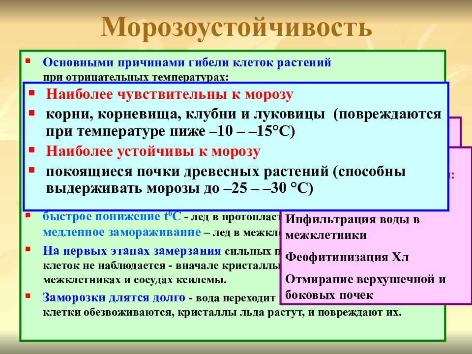 Зоны морозостойкости – как определить климатическую зону