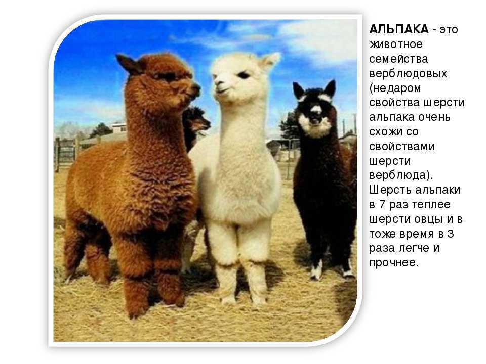 Альпака