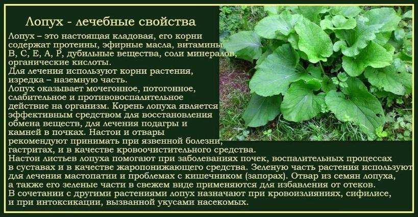 Лопух - лечебные свойства, заготовка, применение и рецепты