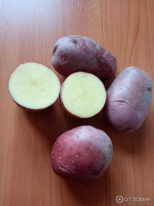Картофель белая роза: описание сорта, фото, отзывы