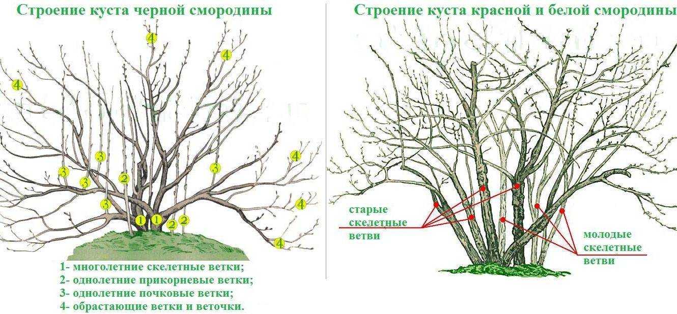 Обрезка смородины осенью для начинающих пошагово