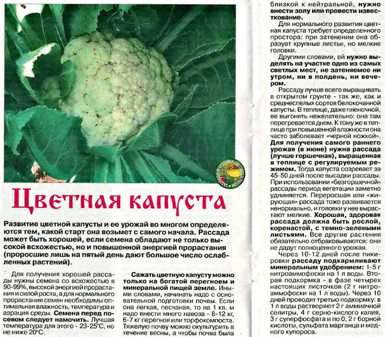Рецепты из цветной капусты