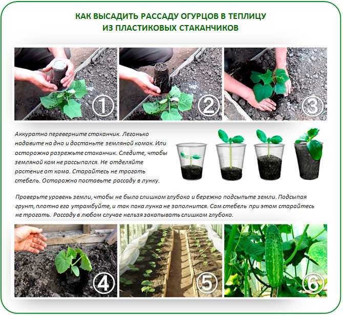 Посадка огурцов на рассаду в 2024 году: благоприятные дни когда сажать