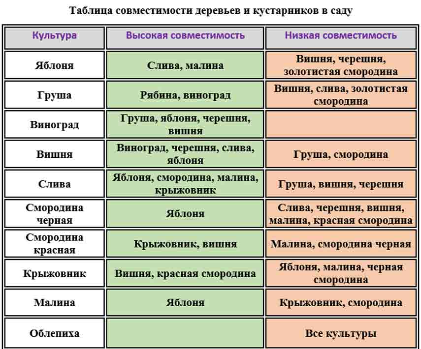 Правильное соседство залог комфортного сосуществования растений на участке Какие растения нельзя сажать рядом а какие как раз нужно расскажем в статье