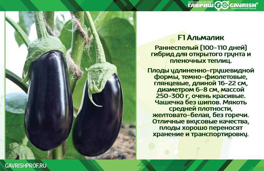 Длинный фиолетовый баклажан: уход и выращивание рассады