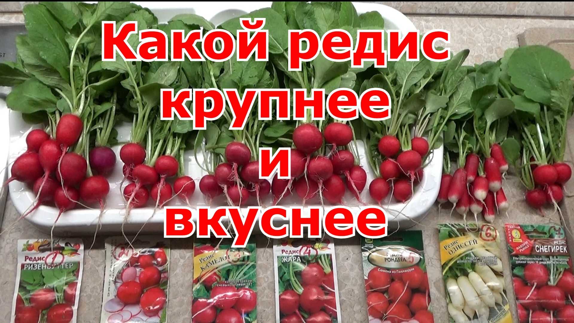 Лучшие сорта редиса для открытого грунта