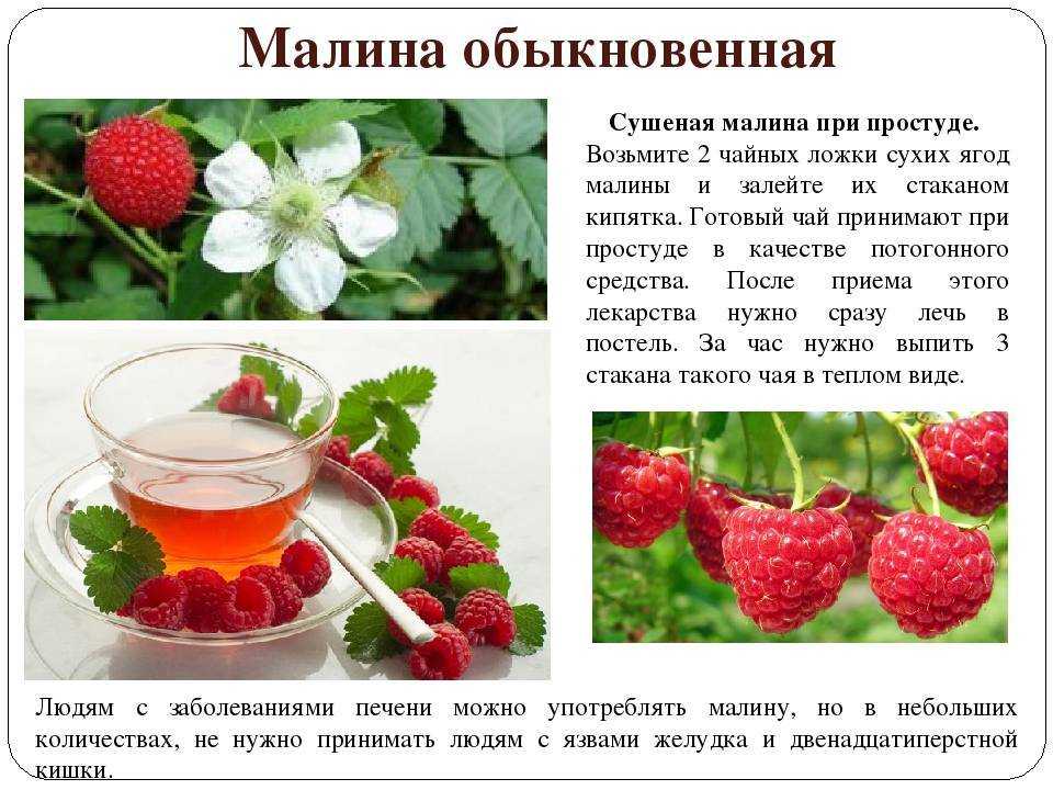 Малиновый чай: польза и вред, при температуре, рецепты